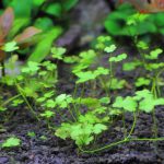 植栽から18日目　オーストラリアン ノチドメ